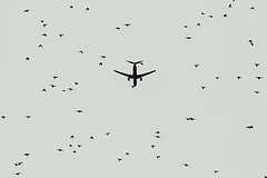 Подробнее о статье В российском регионе самолет при взлете столкнулся со стаей птиц в аэропорту